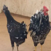 مرغ و خروس گلین