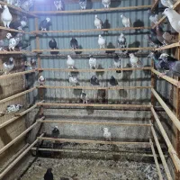 کفترپرشی تضمینی