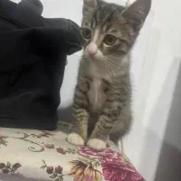 واگذاری بچه گربه|گربه|باغستان, |دیوار