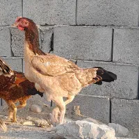 ماده مرغ
