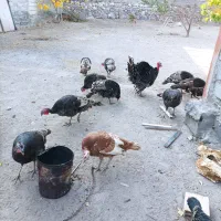 فروش بوقلمون
