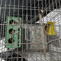 قفس پرنده|لوازم جانبی حیوانات|اصفهان, باغ دریاچه|دیوار