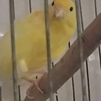 یک عدد قناری نر مست