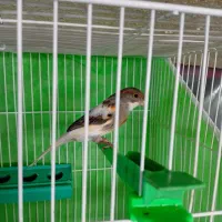 قناری ماده اماده جفت ابلغ بسیار تمیز