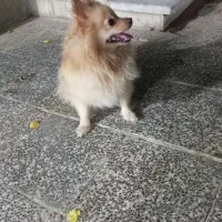 سگم گم شده ملکشعرا