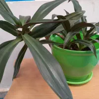 گل های اپارتمانی|گل و گیاه طبیعی|شاهرود, |دیوار