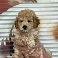 مرکز توله سگ توی پودل های اصیل و درجه یک رد و‌ ..|سگ|تهران, چیتگر شمالی|دیوار