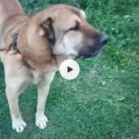 سگ نر 4ساله|سگ|سیلوانه, |دیوار