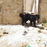 سگ نگهبان