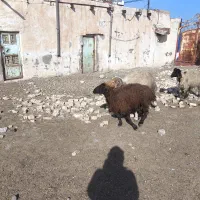 قورچ داشتی|حیوانات مزرعه|اهواز, امانیه|دیوار