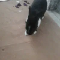 خرگوش احلی ماده|موش و خرگوش|بیرجند, |دیوار