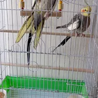 یک جفت عروس هلندی بالغ همراه با قفس
