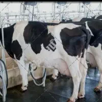 دامداری رامیان