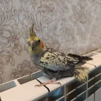 پرنده|پرنده|همدان, |دیوار