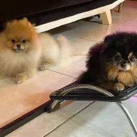 پامرانین خرسی سفید نر وارداتی کش ش