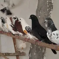 به علت جابجایی مکان