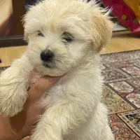 واگذاری توله دو ماهه شیتزو اصل