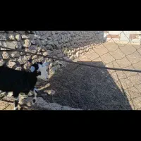 بز و کهره
