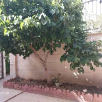 ویلایی شهرک بهداری|اجارهٔ خانه و ویلا|کرج, شهرک بهداری|دیوار