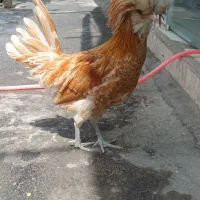 مرغ و خروس لهستانی