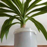 گل ذرتی|گل و گیاه طبیعی|شیراز, کفترک|دیوار