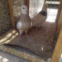 یه جفت طوقی.یه سینه ای زردنر