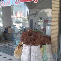 نهال زرشک بی دانه ونهال گل محمدی|خدمات باغبانی و درختکاری|بیرجند, |دیوار