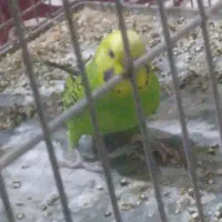 دو مرغ عشق ویک کوتوله برزیلی|پرنده|قنوات, |دیوار