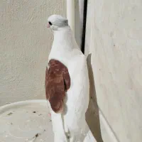 سه عدد کبوتر|پرنده|خرم‌آباد, |دیوار