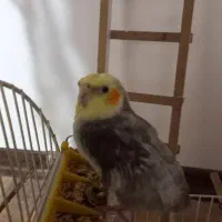 واگذاری عروس هلندی