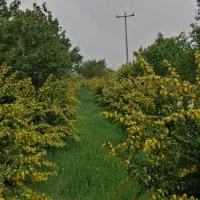 زرشک آبدار|خوردنی و آشامیدنی|سربیشه, |دیوار