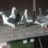 ۷ عدد ماده بازی شده