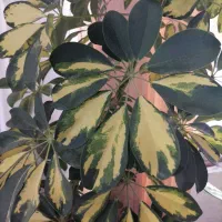 درختچه شفلرا|گل و گیاه طبیعی|دهگلان, |دیوار