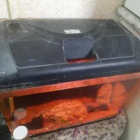 اکواریوم شرکتی دیلسا