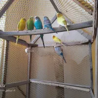 مرغ عشق زیبا و خاص