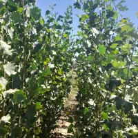 نهال|خدمات باغبانی و درختکاری|فیروزآباد (آذربایجان), |دیوار