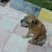 باکسر گمشده|حیوانات|جیرفت, |دیوار