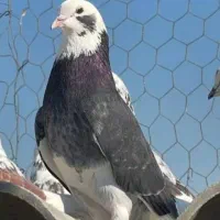 کفتر نر و ماده