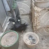 یک جفت اردک محلی