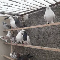 ۲۰طوق کبوتر پرشی|پرنده|تهران, جوادیه|دیوار