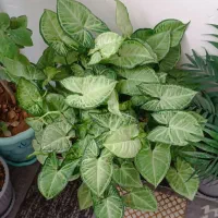 گل های اپارتمانی سرحال