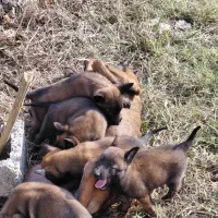 سگ مالینیوز