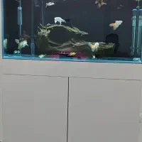 تنه چوب آبنوس ۴/۶۰۰کیلوگرم.آکواریوم.ماهی|ماهی|محمدشهر, شهرک پیام (مهرالبرز)|دیوار