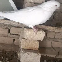 کبوترسفید تهرونی