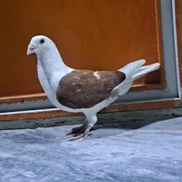 گمشده نر گرده دار