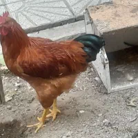 مرغ وخروس|حیوانات مزرعه|تهران, دولاب|دیوار