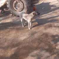 توله عراقی ماده