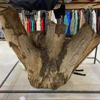 تنه درخت گردو سنگین