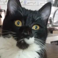 گربه اهلی و خانگی