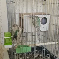 جفت گرینچیک فیروزه ای|پرنده|جیرفت, |دیوار